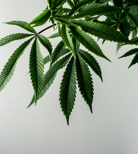 The Emerging Role Of Hemp In Sustainable Fashion