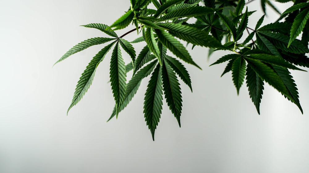 The Emerging Role Of Hemp In Sustainable Fashion