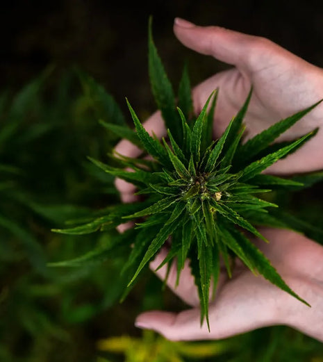 From Plant To Apparel: This Is How A Hemp Plant Is Made Into Sustainable Clothing