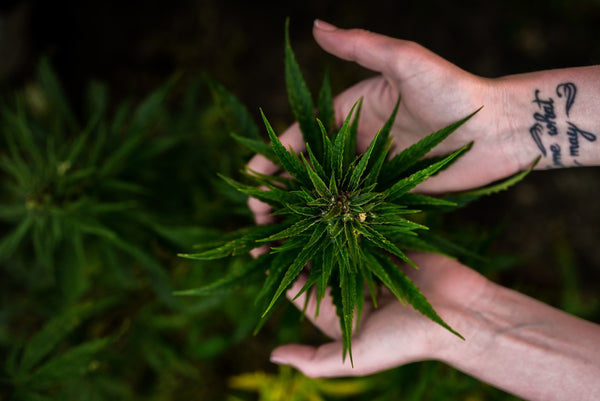 From Plant To Apparel: This Is How A Hemp Plant Is Made Into Sustainable Clothing