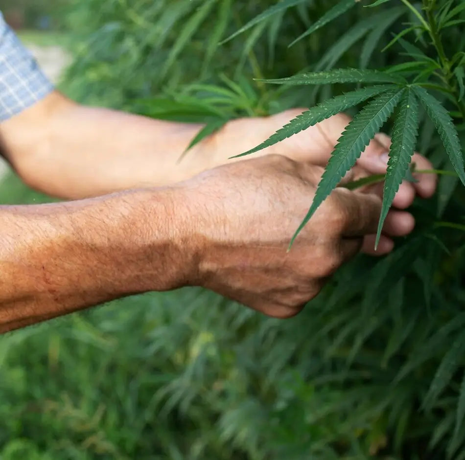 Hemp only gets better with every wash