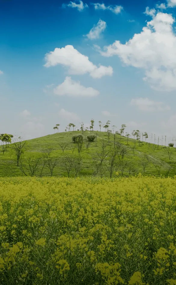 Sustainability